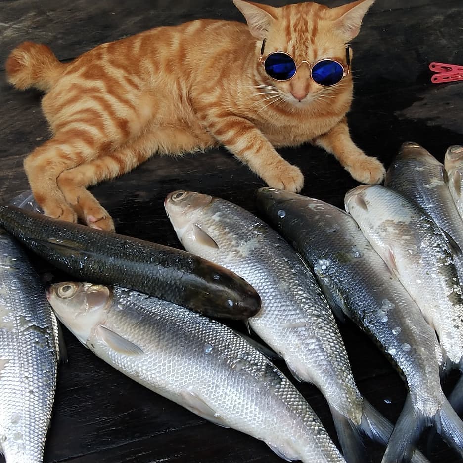Cara Merawat Kucing yang Baik dan Benar 5 Kucing Makan Ikan