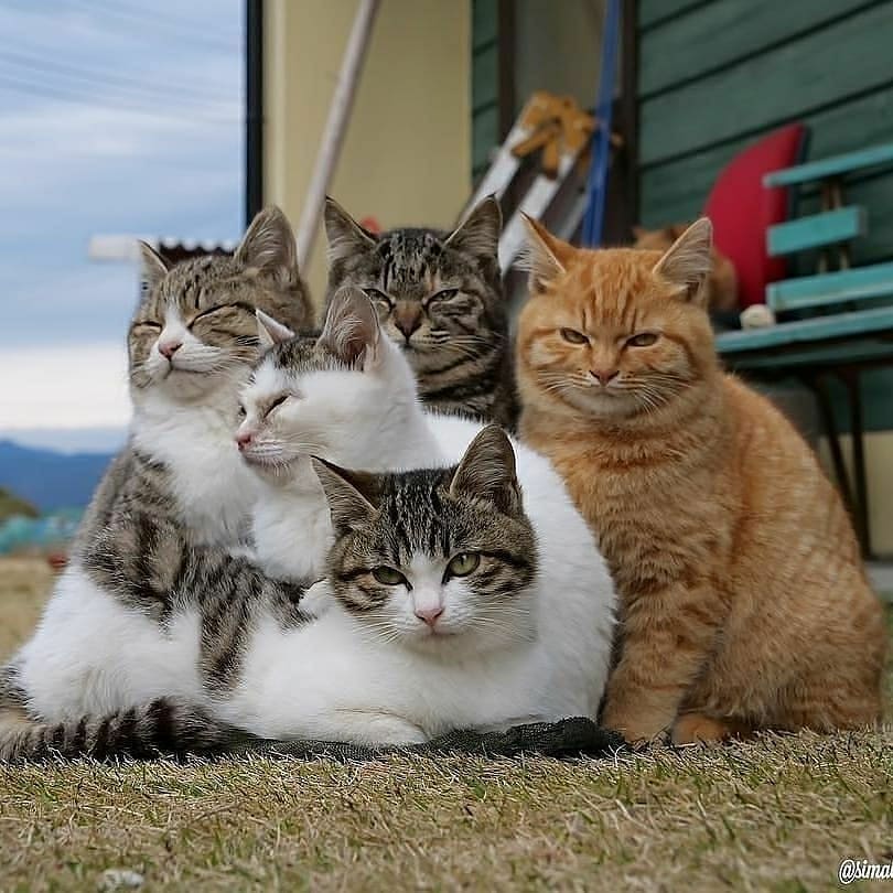 Cara Merawat Kucing yang Baik dan Benar 6 Cara Merawat Kucing