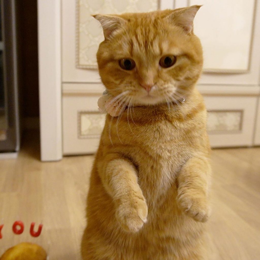 Cara Merawat Kucing yang Baik dan Benar 7 Melatih Kucing