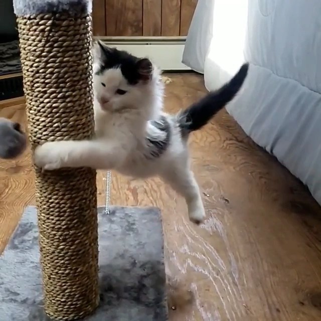 Cara Merawat Kucing yang Baik dan Benar 4 Tempat Bermain Kucing